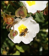Abeja