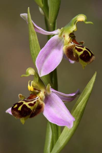 orquidea-ibiza-botanico