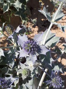 Eryngium maritimum
