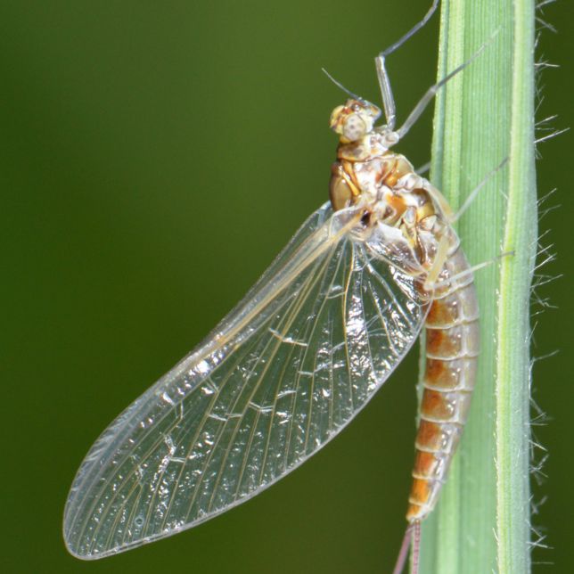 Ef meros Ephemeroptera Zoolog a Bibo Park