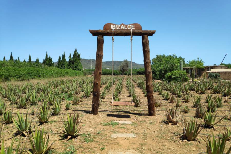 columpio-plantacion-aloe-vera-ibizaloe