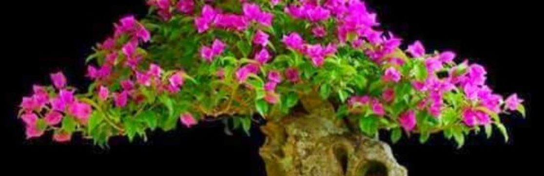 header BOUGANVILLA header bonsái
